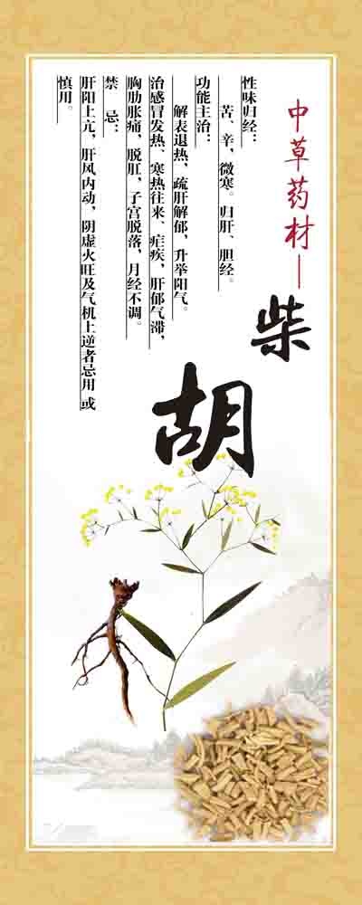 中草药展板医院展板柴胡展板psd