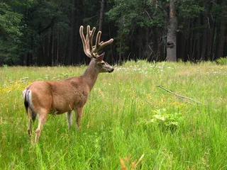 草地上的羚羊图片