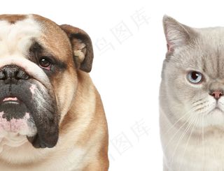 宠物狗与宠物猫图片