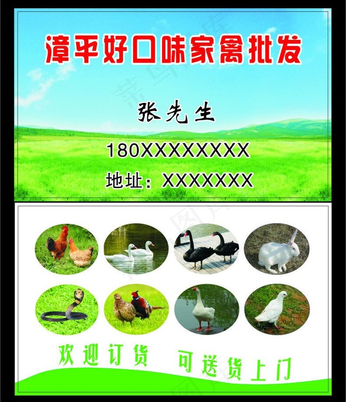 家禽名片图片