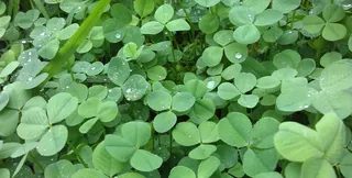 雨后三叶草水滴图片