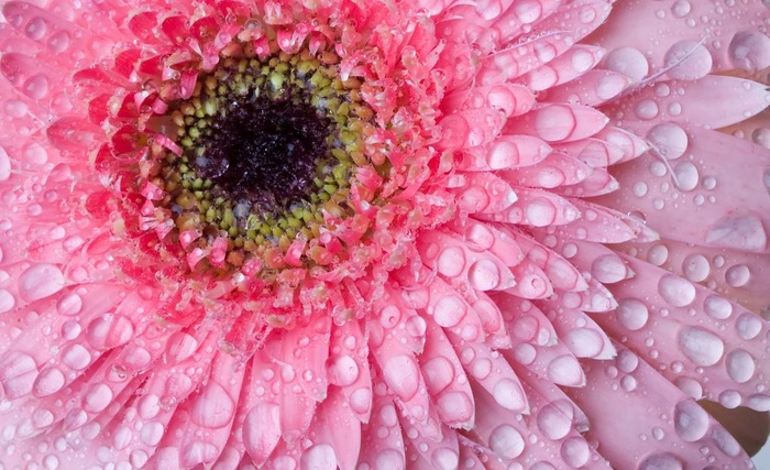 菊花水滴水珠图片