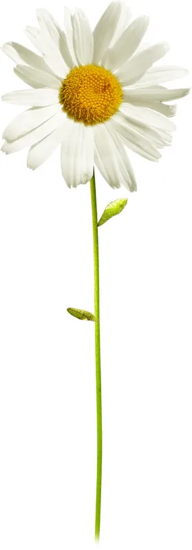 白菊花 野菊花