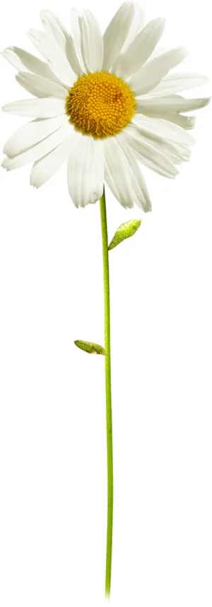白菊花 野菊花 白菊花 野菊花