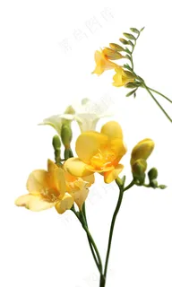 黄色海棠花 黄色海棠花