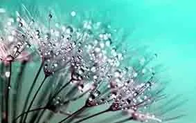 蒲公英的种子