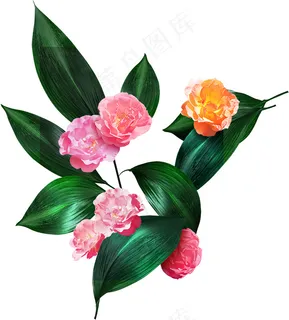 康乃馨 粉色康乃馨