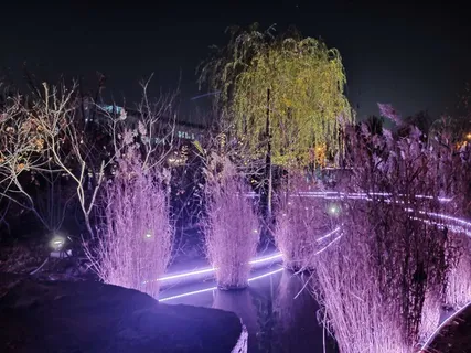 随手拍夜晚 杂草积色满荷塘杨柳覆额映娇黄