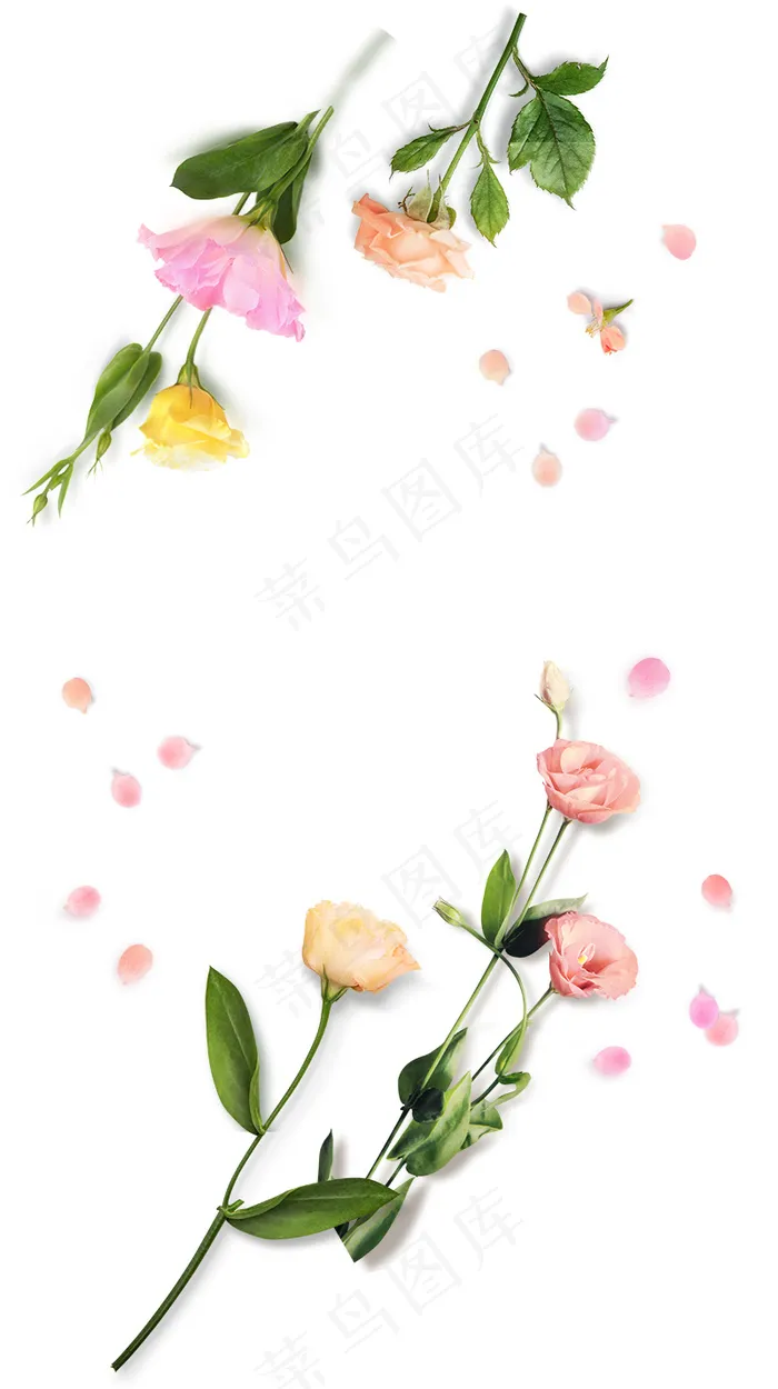 玫瑰花 粉玫瑰 红玫瑰psd模版下载