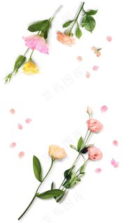 玫瑰花 粉玫瑰 红玫瑰