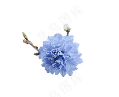 大丽花 鲜花 大丽花 鲜花