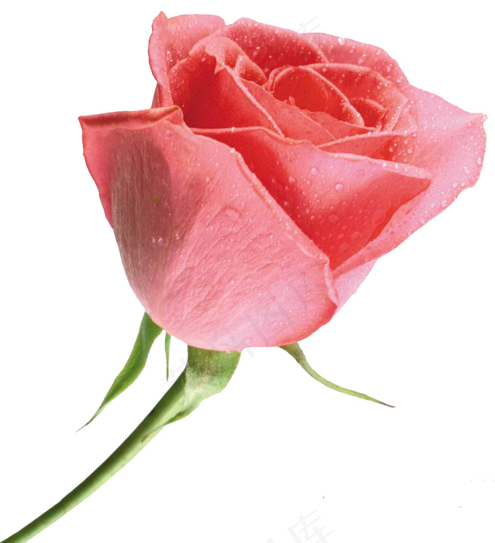 玫瑰花 玫瑰 红玫瑰