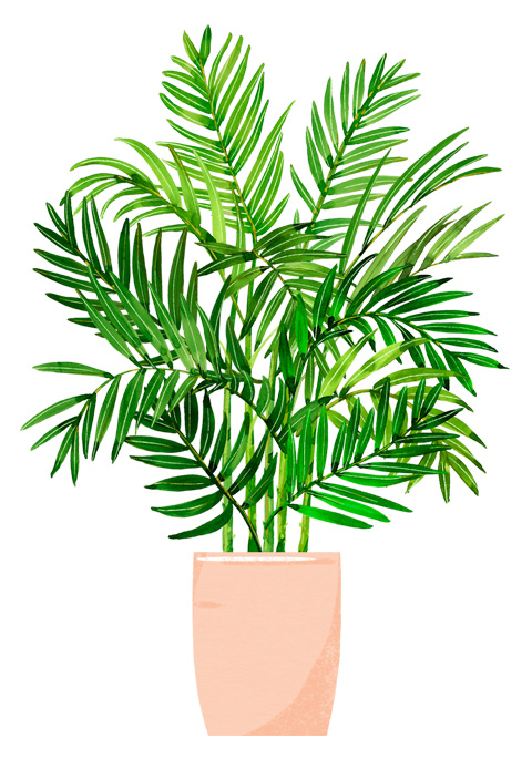 绿植盆栽 盆栽 散尾葵