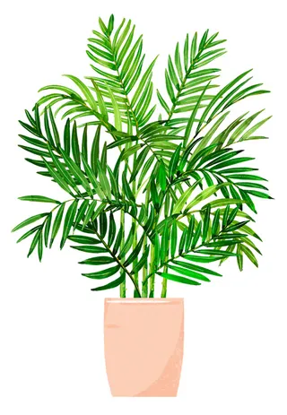 绿植盆栽 盆栽 散尾葵