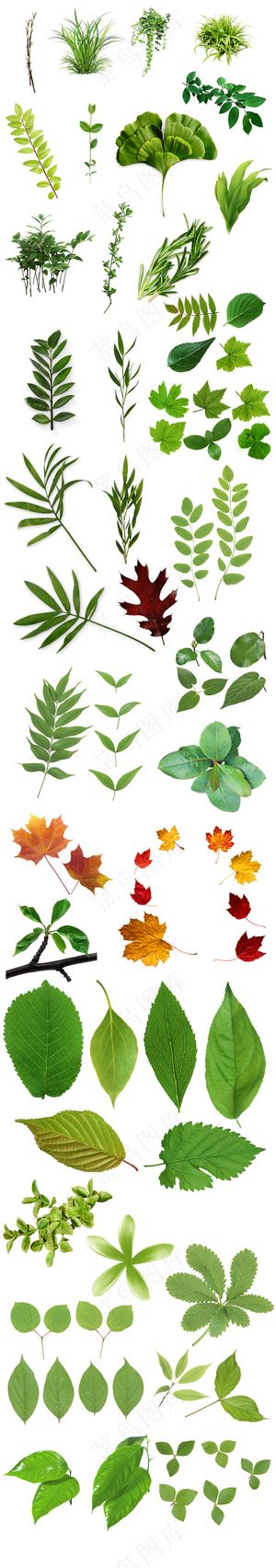 各种树叶图片