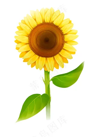 向日葵图片
