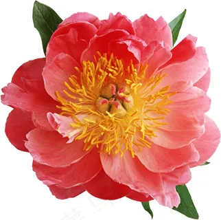 月季花 月季 红色鲜花 月季花 月季 红色鲜花