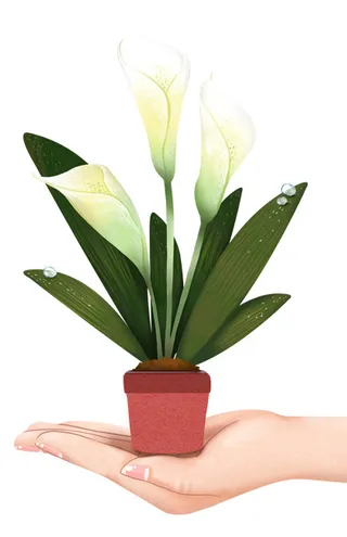 百合花盆栽 手捧百合花