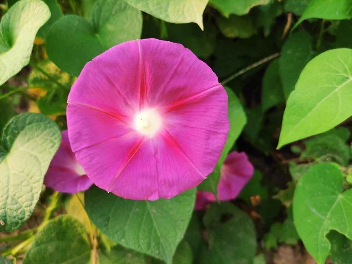 牵牛花