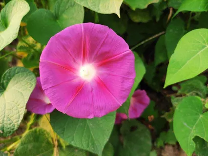 牵牛花 牵牛花