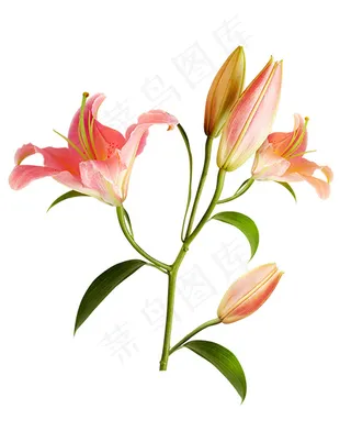 百合花 手绘百合花