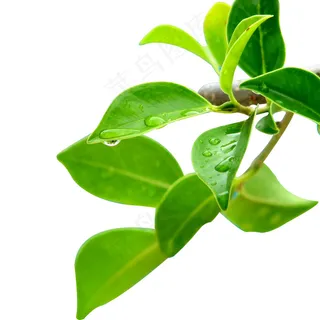 绿色树叶 茶叶 绿色树叶 茶叶