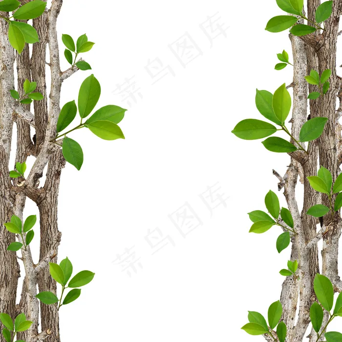 树干绿叶 树干psd模版下载