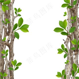 树干绿叶 树干
