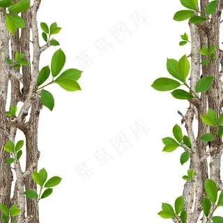 树干绿叶 树干