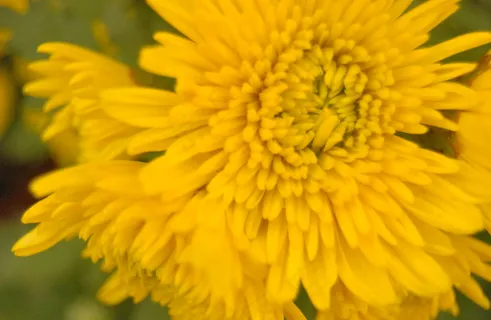 金色的菊花 金色的菊花
