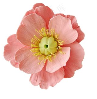 橘色鲜花 粉色鲜花 花瓣