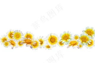 菊花 小白菊 菊花底图