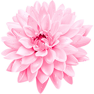 粉色鲜花 大丽花