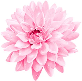 粉色鲜花 大丽花 粉色鲜花 大丽花