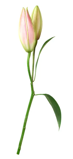 郁金香 鲜花 郁金香 鲜花