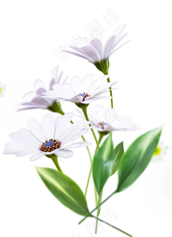 白色鲜花图片psd模版下载