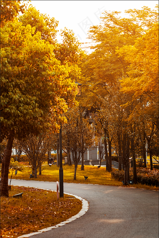 秋天落叶林荫高清图