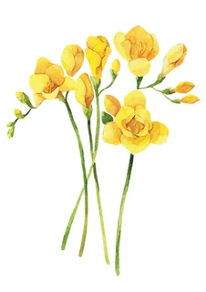 手绘鲜花 黄色鲜花 手绘鲜花 黄色鲜花