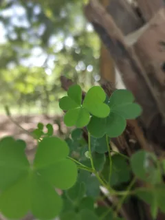 长在树上的三叶草 长在树上的三叶草