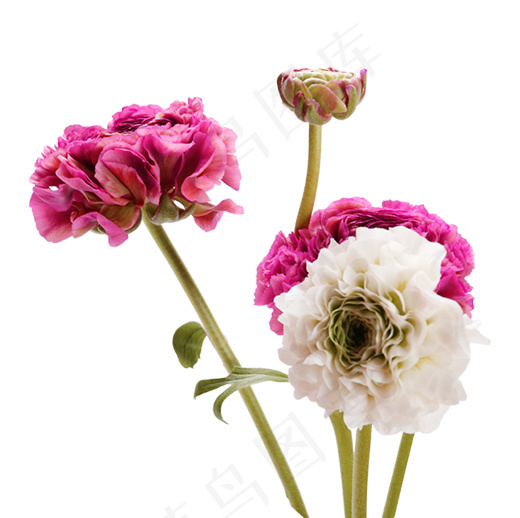 百合 粉色鲜花psd模版下载