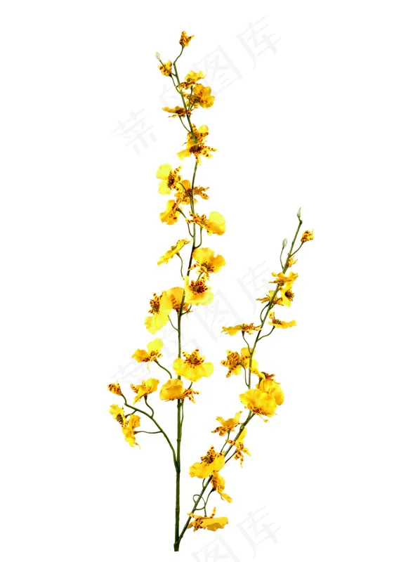 黄色鲜花 野菊花psd模版下载
