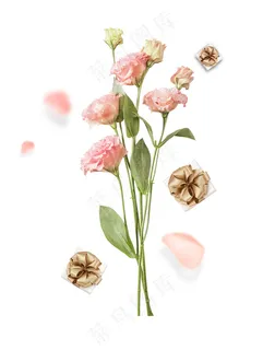 粉色康乃馨 粉色康乃馨