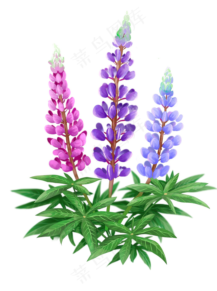 薰衣草 手绘薰衣草