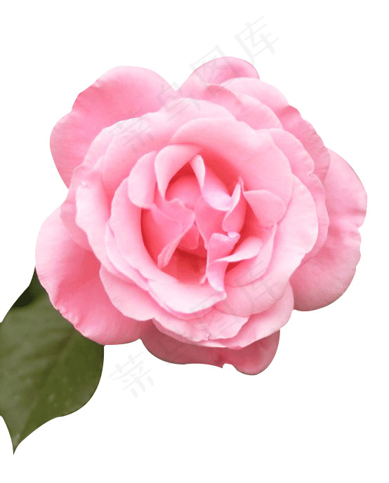 玫瑰花 玫瑰 粉玫瑰