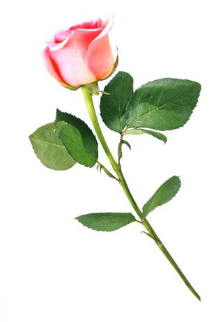 玫瑰花 粉玫瑰 红玫瑰