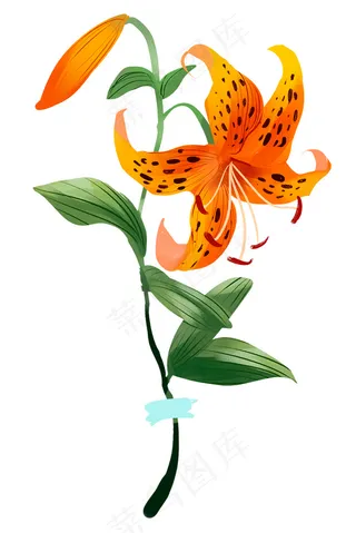 百合花 手绘百合花