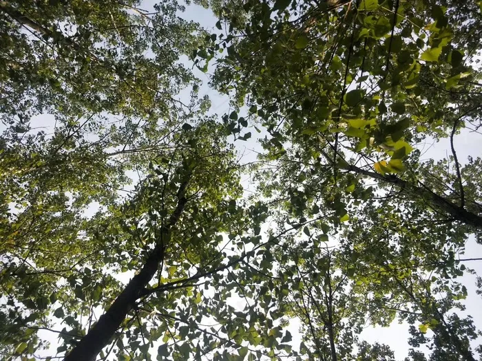 树木天空风景