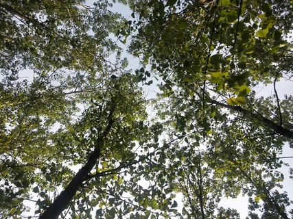 树木天空风景 树木天空风景