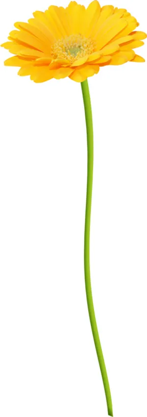 小菊花 黄色菊花 小野菊