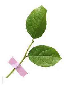 绿叶 树叶 绿叶 树叶